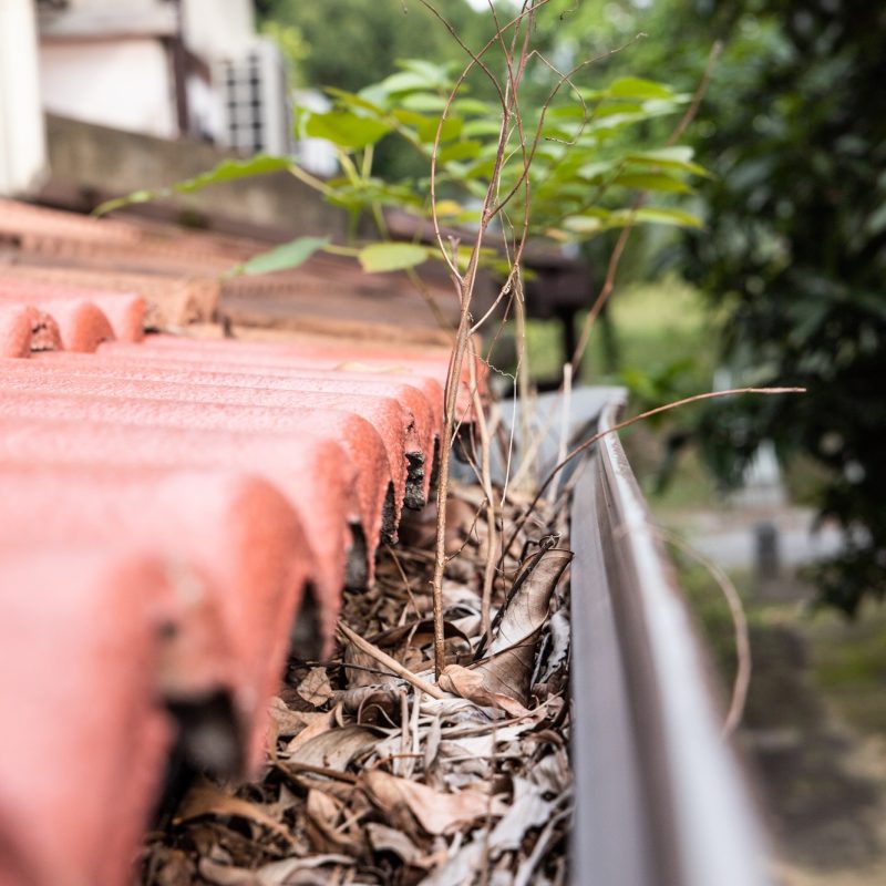 Close-up of clogged roof rain gutter full of dry leaf and plant growing in it, with selective focus Close-up of clogged roof rain gutter full of dry leaf and plant growing in it, with selective focus